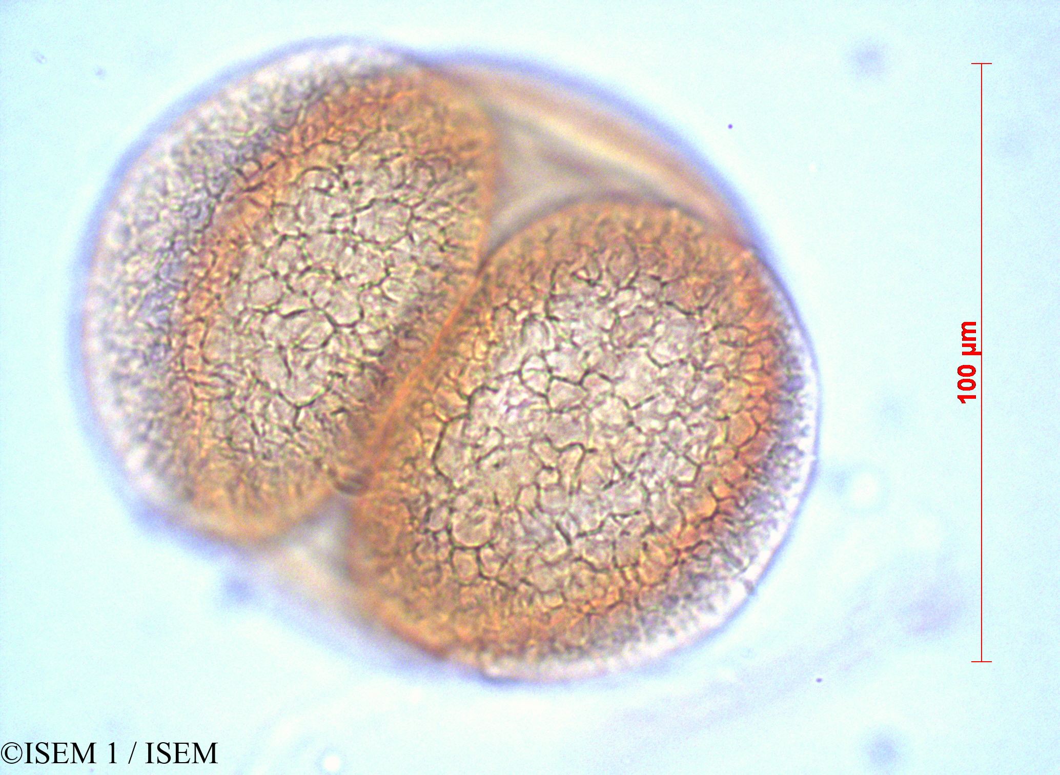 ISEM 1/Abies_cilicica_60446/Abies_cilicica_60446_0003(copy).jpg